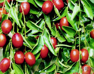 鮮棗怎么保存？鮮棗怎么保存時(shí)間長(zhǎng)？