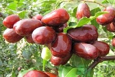 孕婦可以吃和田玉棗嗎？孕婦吃和田玉棗有什么好處？