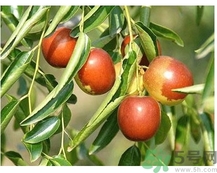 冬棗可以補(bǔ)血嗎？冬棗怎么吃補(bǔ)血效果好？