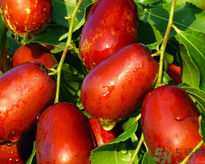 鮮棗吃多了會(huì)拉肚子嗎？吃鮮棗拉肚子怎么回事？