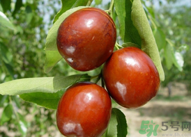 鮮棗吃多了會(huì)拉肚子嗎？吃鮮棗拉肚子怎么回事？