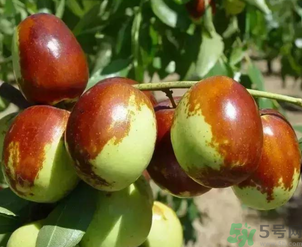 鮮棗吃多了會(huì)拉肚子嗎？吃鮮棗拉肚子怎么回事？