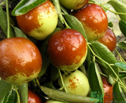 鮮棗的熱量是多少？鮮棗每天吃多少？