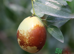 鮮棗的熱量是多少？鮮棗每天吃多少？