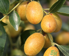 鮮棗的熱量是多少？鮮棗每天吃多少？