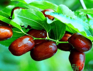 鮮棗孕婦能吃嗎？孕婦可以吃鮮棗嗎？