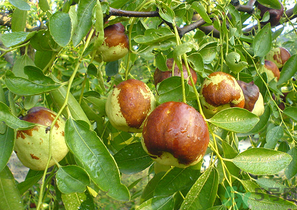 鮮棗孕婦能吃嗎？孕婦可以吃鮮棗嗎？