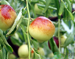 鮮棗孕婦能吃嗎？孕婦可以吃鮮棗嗎？