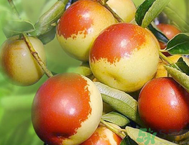 孕婦吃鮮棗對(duì)胎兒好嗎？孕婦吃鮮棗好嗎？