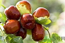 新鮮冬棗可以放冰箱嗎?新鮮冬棗如何保存 新鮮冬棗可以放冰箱嗎?新鮮冬棗如何保存