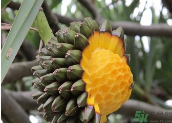 山菠蘿怎么吃？山菠蘿的功效與作用