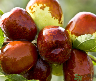 吃鮮棗的好處和壞處？吃鮮棗有什么好處？