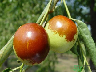 吃新鮮棗子能減肥嗎？吃鮮棗能減肥？