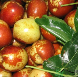 吃新鮮棗子能減肥嗎？吃鮮棗能減肥？