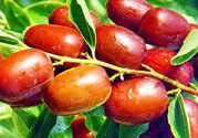 鮮棗孕婦能吃嗎？孕婦可以吃鮮棗嗎？
