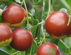 吃新鮮紅棗的好處 新鮮紅棗的功效與作用 吃新鮮紅棗的好處 新鮮紅棗的功效與作用