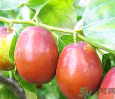 吃新鮮紅棗的好處 新鮮紅棗的功效與作用 吃新鮮紅棗的好處 新鮮紅棗的功效與作用