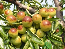 冬棗為什么會(huì)苦?冬棗發(fā)苦是怎么回事? 冬棗為什么會(huì)苦?冬棗發(fā)苦是怎么回事?