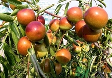 冬棗為什么會(huì)苦?冬棗發(fā)苦是怎么回事? 冬棗為什么會(huì)苦?冬棗發(fā)苦是怎么回事?