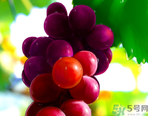 新鮮葡萄籽可以吃嗎？葡萄籽有什么作用？