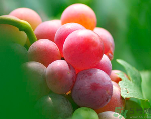 新鮮葡萄籽可以吃嗎？葡萄籽有什么作用？