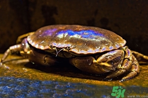 面包蟹怎么做好吃？面包蟹的做法