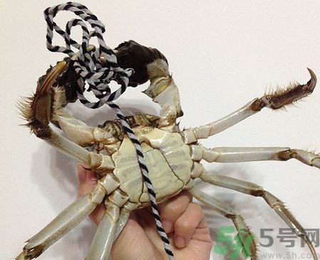 綁好的大閘蟹怎么清洗?綁好的螃蟹怎么洗? 綁好的大閘蟹怎么清洗?綁好的螃蟹怎么洗?