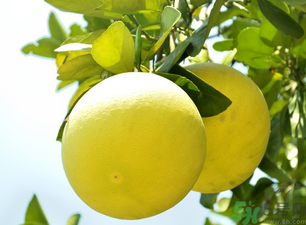 吃柚子上火還是降火？柚子是降火的嗎？