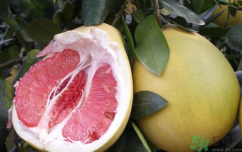 沒(méi)吃完的柚子怎么保存？吃不完的柚子怎么保存？