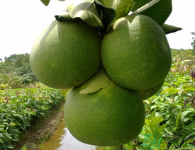 柚子一天最多吃多少？柚子一次吃多少合適？