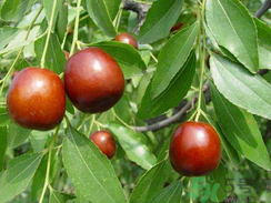 鮮棗是發(fā)物嗎？哪些水果是發(fā)物？