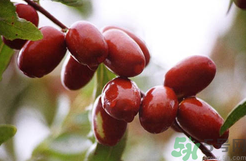 鮮棗是發(fā)物嗎？哪些水果是發(fā)物？