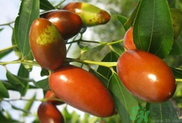 鮮棗是發(fā)物嗎？哪些水果是發(fā)物？