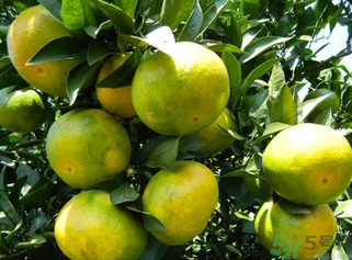 青桔子上火嗎？吃青桔子會(huì)上火嗎？