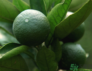 青桔子上火嗎？吃青桔子會(huì)上火嗎？