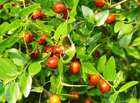 鮮棗怎么煮？鮮棗怎么煮好吃？