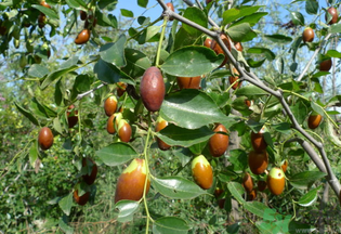 鮮棗怎么煮？鮮棗怎么煮好吃？