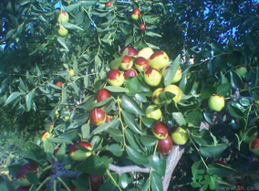 鮮棗怎么煮？鮮棗怎么煮好吃？