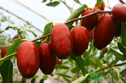 鮮棗蒸著吃好嗎？吃蒸的鮮棗好處和壞處