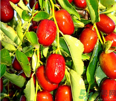 鮮棗可以煮粥嗎？鮮棗煮多長(zhǎng)時(shí)間？