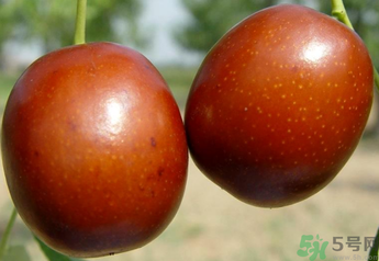 新鮮紅棗補(bǔ)血嗎？吃新鮮紅棗補(bǔ)血嗎？