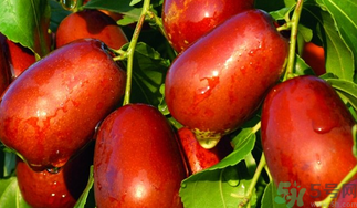 ?新鮮大棗補血嗎？吃大棗補血嗎？