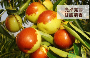 新鮮大棗孕婦可以吃嗎？孕婦可以吃新鮮大棗嗎