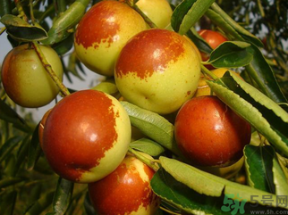 新鮮大棗孕婦可以吃嗎？孕婦可以吃新鮮大棗嗎