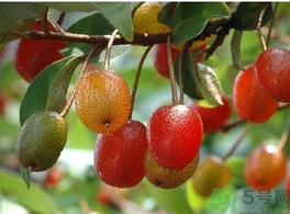 羊奶子怎么吃？羊奶子的功效作用