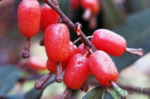 羊奶子怎么吃？羊奶子的功效作用