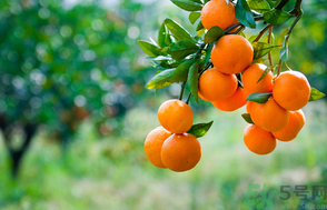 桔子吃多了會(huì)上火嗎？桔子吃多了會(huì)怎么樣？