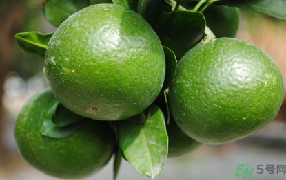 哺乳期可以吃青桔子嗎？哺乳期能吃桔子嗎？