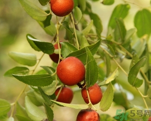 酸棗什么時(shí)候成熟？酸棗什么時(shí)候上市？