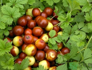 酸棗什么時(shí)候成熟？酸棗什么時(shí)候上市？